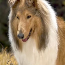 Collie and Shetland Sheepdog All Grown Up from Dueling Pine Ranch