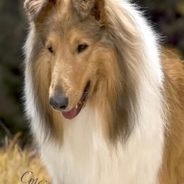 Collie and Shetland Sheepdog All Grown Up from Dueling Pine Ranch