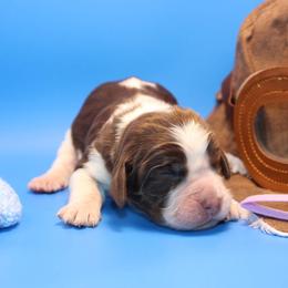 Hawaiian - Tri-Roan female English Springer Spaniel puppy in Eastman, Georgia from Mossy Creek Springers