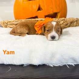 Yam - Red  male Goldendoodle puppy in West Haven, Utah from Split Mountain Doodles