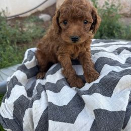 Thor - Red  male Poodle puppy in Saint George, Utah from Oodles of Poodles