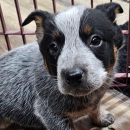 Boy puppy - Blue male Australian Cattle Dog puppy in Dalton, Pennsylvania from Whiteduck Mountain Kennel AKC Australian Cattle Dogs and AKC Fox Red Labrador Retrievers
