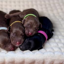 Goldendoodle puppies from Walk with Me Doodles