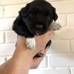 Miniature Australian Shepherd Puppies from Plett Pups