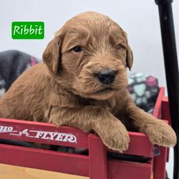 Ribbit - Red  male Goldendoodle puppy in Neillsville, Wisconsin from Granton Creek