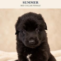 Red Collar Female, Summer - Black female Shiloh Shepherd puppy in Griffin, Georgia from Orchard Hills Shilohs