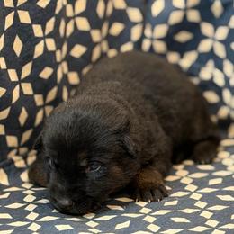 Blue collar - Bi-color male German Shepherd puppy in Riverside, California from Von Der Sagobi