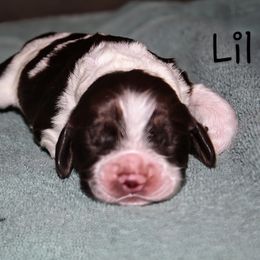 Lil - Brown and white female Cocker Spaniel puppy in Perry, Arkansas from Parker's Cockapoos
