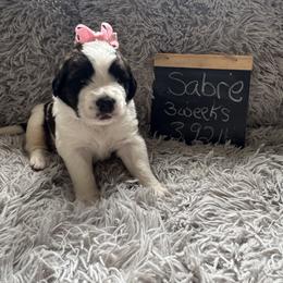 Sabre - Mahogany and white female Saint Berdoodle puppy in Traverse City, Michigan from Bare Paws Saint Berdoodles