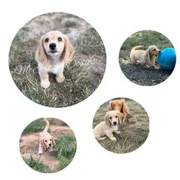 Boy 3 - Cream male Dachshund puppy in Chehalis, Washington from McJazzin Doxies