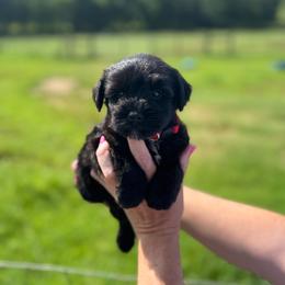 Crush - Red Boy - Black male Miniature Schnauzer puppy in Oneonta, Alabama from Murphree Valley Kennels