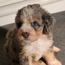 Bernedoodles from Haj Paj Bernedoodles