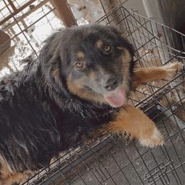 Minnie - Australian Shepherd