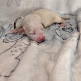 Light Pink Girl - Cream female Dachshund puppy in Cypress, California from Ferrario Dachshunds