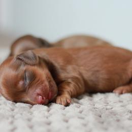 Phoenix AKC 3500.00 - Red male Dachshund puppy in Krum, Texas from Tired Chef Dachshunds