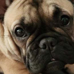 Maison - French Bulldog