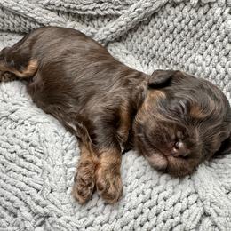 Puddles - Chocolate male Cavapoo puppy in Cameron, South Carolina from Sassy Sailor & Company