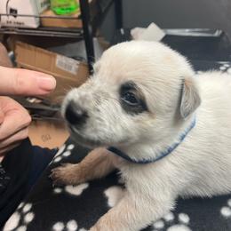 Navarre (RM1) blue - Red speckled male Australian Cattle Dog puppy in Saint Albans, Maine from Australian Cattle Cuties and littles
