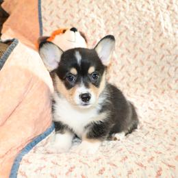 Tucker - Black and tan male Pembroke Welsh Corgi puppy in Morton, Mississippi from Crown AB Farms Pembroke Welsh Corgis