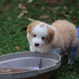 Border Collie Puppies from Rigel Border Collies