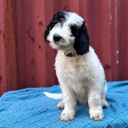 Cheyenne - White and black female Bordoodle puppy in Elizabeth City, North Carolina from Howdy Doodles