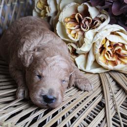 Boy 2 - Red  male Goldendoodle puppy in Belgreen, Alabama from Scott’s Farm Poodles and Doodles