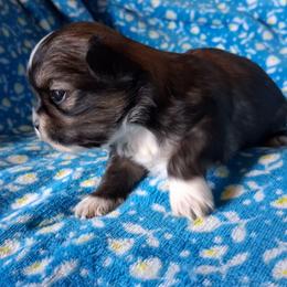 Scout - Tricolor male Shih Tzu puppy in Memphis, Tennessee from Lady and the Tramp