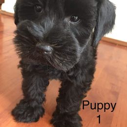 Miniature Schnauzer Puppies from Apples schnauzers