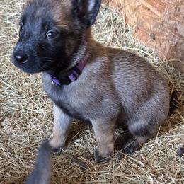 Male - deep coloring medium build - Fawn sable male Belgian Malinois puppy in Dallas, Texas from RoyalHaus Malinois