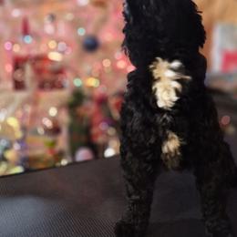 Havanese Puppies from Darrtfarms