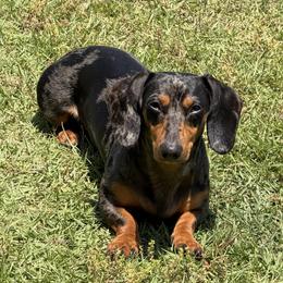 Smokey - Dachshund