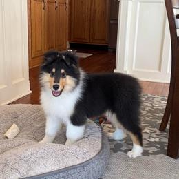 Boy 2- Flash - Black white and tan male Collie puppy in Allendale, Michigan from River-Valley Collies