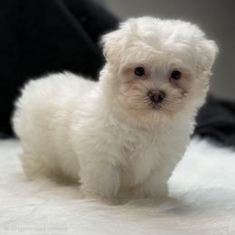 Valer - Cream male Maltipoo puppy in Lebanon, Kentucky from Mosaic Merle Doodles