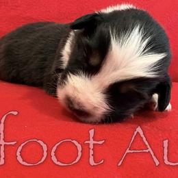 Boy 2 - Black tri-color male Australian Shepherd puppy in Lowell, Indiana from Bearfoot Aussies and Tollers