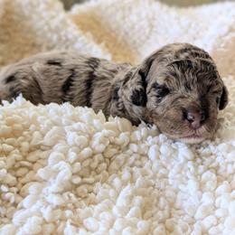 Amaya - Chocolate merle female Bernedoodle puppy in Sparta, Missouri from Sis' Doodles & Poodles