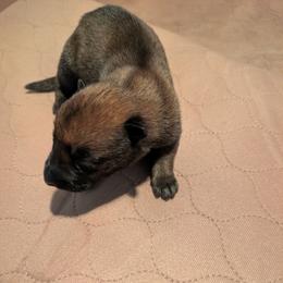 Boy 3 - Mahogany male Belgian Malinois puppy in Paynes Corner, Virginia from Von-Zito Belgian Malinois