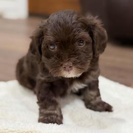Chocolate male with white chest - Chocolate male Havanese puppy in Douglas, Georgia from Huffer Hounds and Havanese
