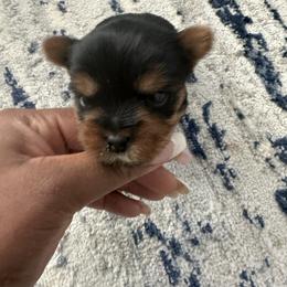 Benny orange collar - Black and tan male Yorkshire Terrier puppy in Selden, New York from Alisha's Yorkshire Terriers