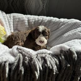Shepherd - Brown male Poodle puppy in Jonesville, North Carolina from Richardson Family Farms, LLC