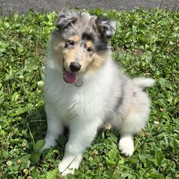 Zen - Blue merle male Collie puppy in Temple, Pennsylvania from Rimma's Pawfect Collies