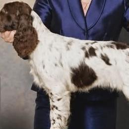 Dachshunds and English Springer Spaniels from Leila Ferrucci