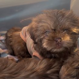 Shih Tzu Puppies from Majestic M Shihtzu’s