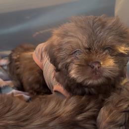 Shih Tzu Puppies from Majestic M Shihtzu’s
