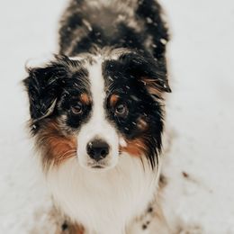 Flynn - Australian Shepherd
