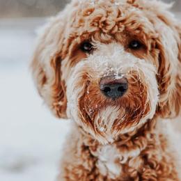 Goldendoodles from Nichols family k9s