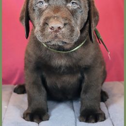 Labrador Retriever Puppies from van Dalen Labradors