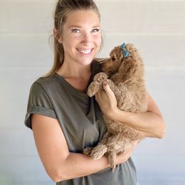 Bernedoodle, Goldendoodle, and Poodle Puppies from Central Valley Canine Companions
