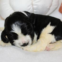 Birch - Black and white male English Springer Spaniel puppy in Lexington, South Carolina from House Tiner Springers