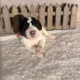 M and M - Black and white male Bernedoodle puppy in Luana, Iowa from Country View Bernedoodles and Goldendoodles