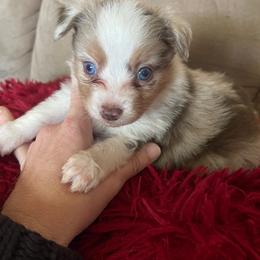 Red merle dark - Red merle male Toy Australian Shepherd puppy in Springfield, Missouri from Donnie's Miniature & Toy Australian Shepherds